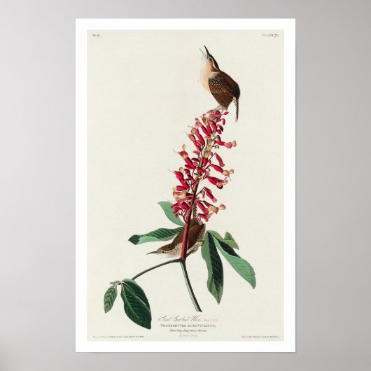 Great Carolina Wren door het Poster Audubon (Voorkant)