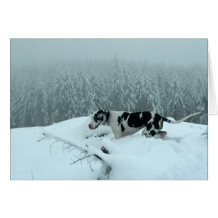 Great dane "argent liquide" dans la neige