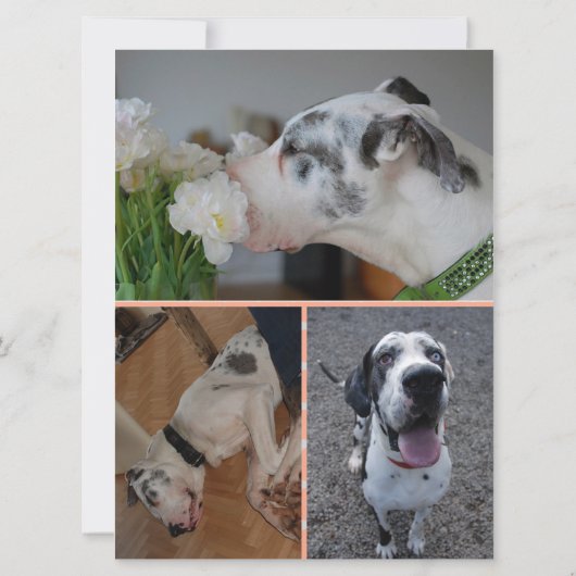 Great Dane Birthday Invitation with 3 Photos (Dos)