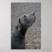 Great Dane Blue Poster (Voorkant)