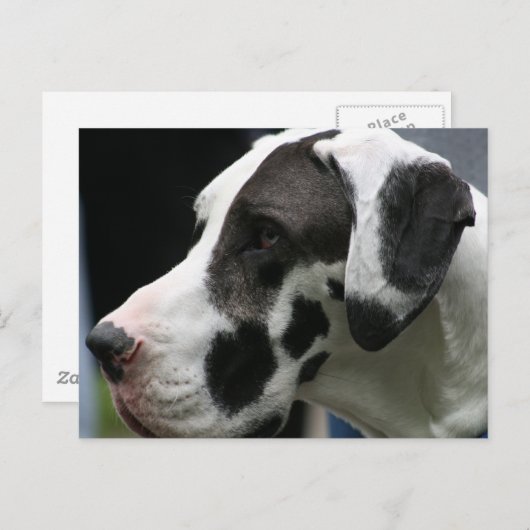 Great dane briefkaart (Voorkant / Achterkant)