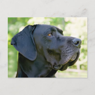 Great Dane Briefkaart