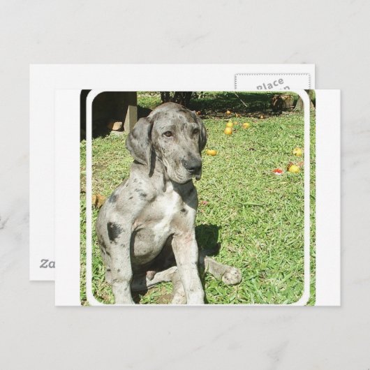 Great Dane Briefkaart (Voorkant / Achterkant)