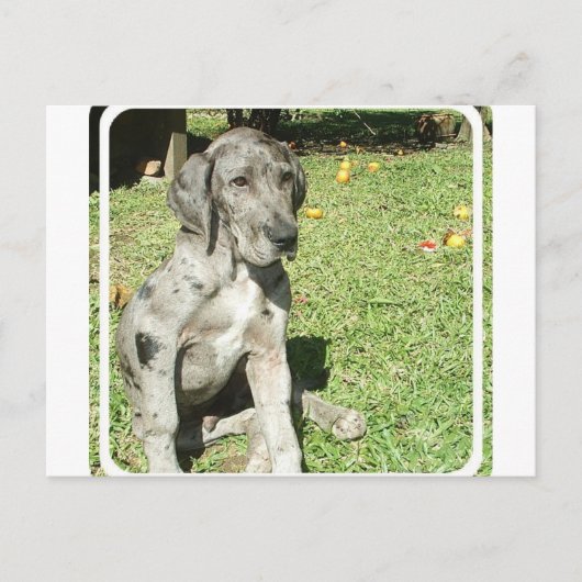 Great Dane Briefkaart (Voorkant)
