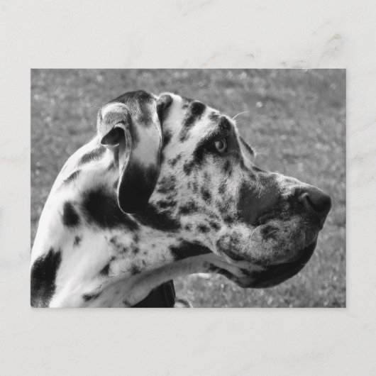 GREAT DANE BRIEFKAART (Voorkant)
