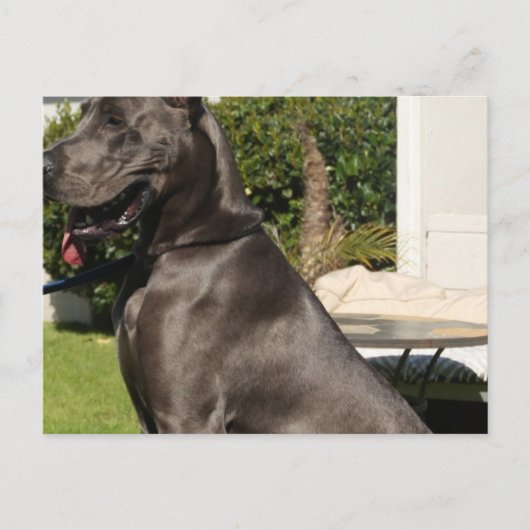 Great Dane Dog Briefkaart (Voorkant)