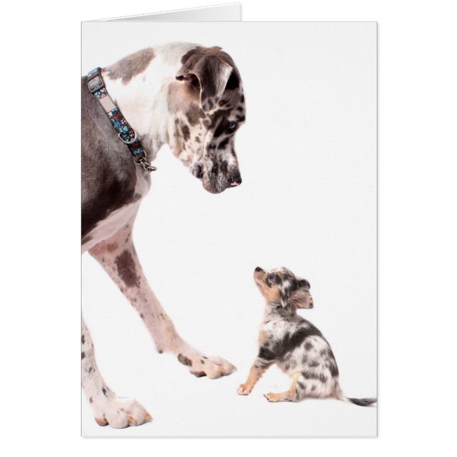 Great Dane et chihuahua (Devant)