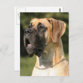 Great Dane - fawn/Deutsche Dogge - gelb Briefkaart (Voorkant / Achterkant)