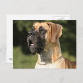Great Dane - fawn/Deutsche Dogge - gelb Briefkaart (Voorkant / Achterkant)