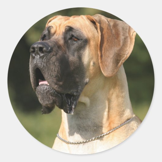 Great Dane - fawn / Deutsche Dogge - gelb Ronde Sticker (Voorkant)