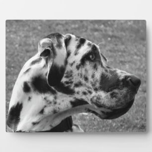 GREAT DANE FOTOPLAAT