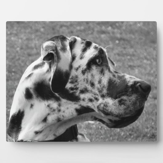 GREAT DANE FOTOPLAAT (Voorkant)