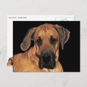 Great Dane Gentle Giant Briefkaart (Voorkant / Achterkant)