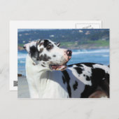 Great Dane - Harlequin - Bogey Briefkaart (Voorkant / Achterkant)