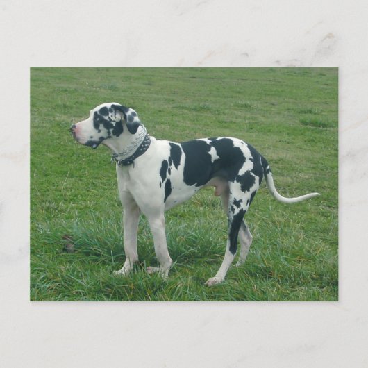 Great Dane Harlequin "Cash" Briefkaart (Voorkant)