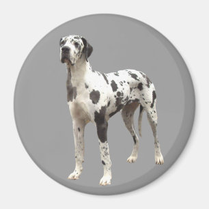 Great Dane Harlequin Magnet Magneet