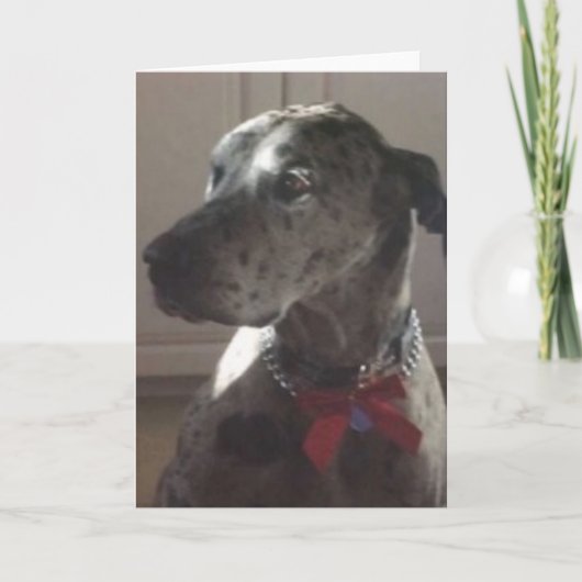 Great dane kaart (Voorkant)
