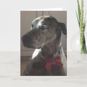 Great dane kaart
