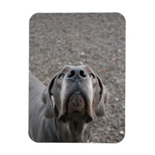 Great Dane-magneet Magneet