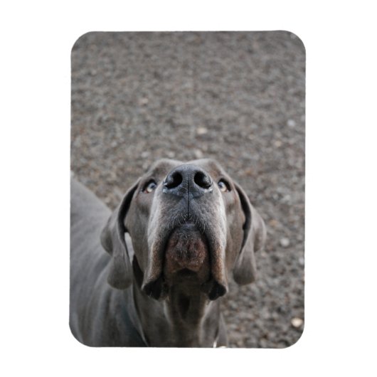 Great Dane-magneet Magneet (Verticaal)