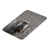 Great Dane-magneet Magneet (Linkerzijde)