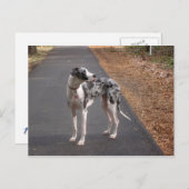 Great Dane Marley Briefkaart (Voorkant / Achterkant)