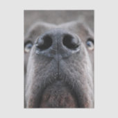 Great Dane Neus Tissuepapier (Voorkant)
