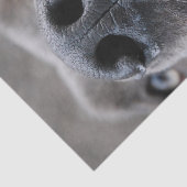 Great Dane Neus Tissuepapier (Detail)