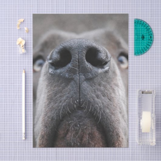 Great Dane Neus Tissuepapier (Craft)