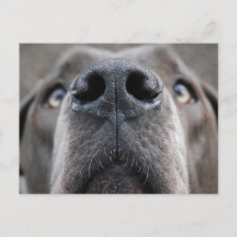 Great Dane Nose Briefkaart
