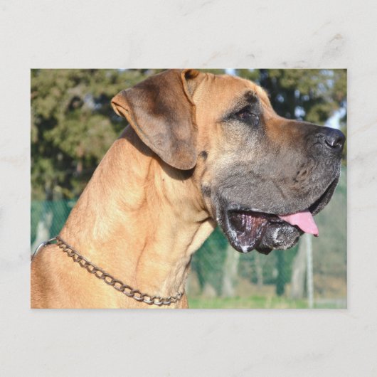 Great Dane Photo Briefkaart (Voorkant)