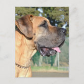 Great Dane Photo Briefkaart (Voorkant)
