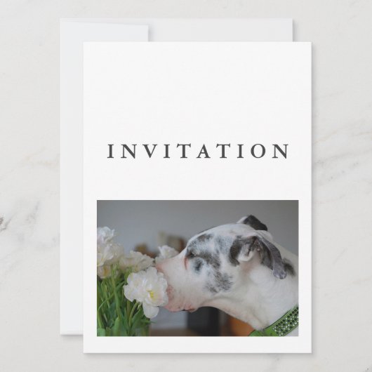 Great Dane Photo invitation  (Devant)