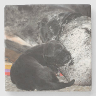Great Dane Puppy Marmeren Onderzetter met vierkant