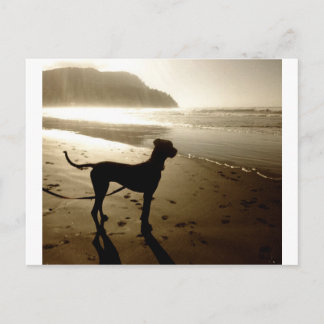 Great Dane Puppy Sunset Briefkaart