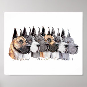 Great Dane Show Kleuren Groep Poster