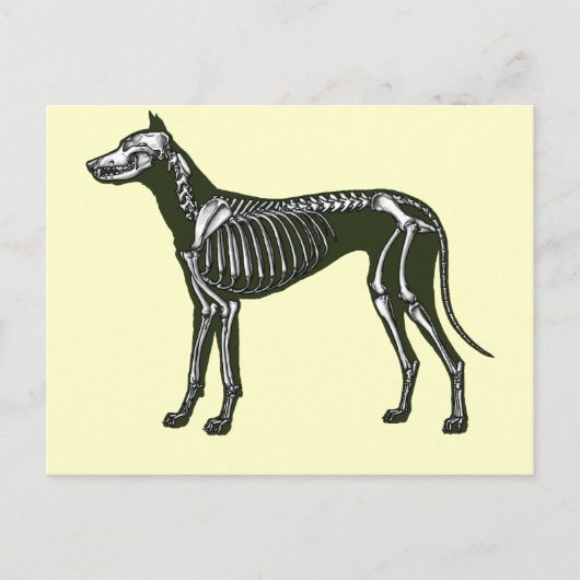 Great Dane skeleton Briefkaart (Voorkant)