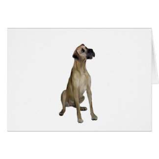 Great Dane - VaalZit - natuurlijke oren