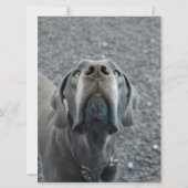 Great Dane verjaardagsuitnodiging Kaart (Achterkant)