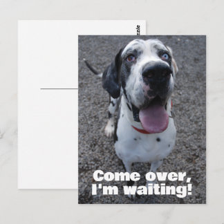 Great Dane waiting for you Briefkaart