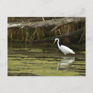 Great Egret bird in the water Briefkaart