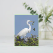 Great Egret, carte postale de Floride (Debout devant)