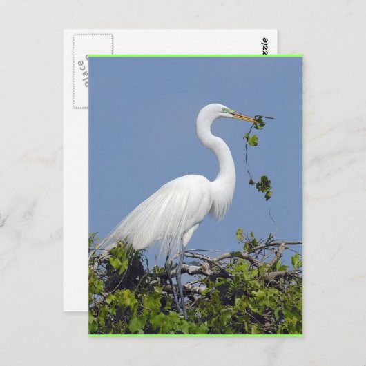 Great Egret, carte postale de Floride (Devant / Derrière)