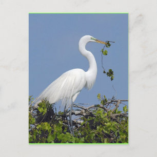 Great Egret, carte postale de Floride