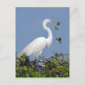 Great Egret, carte postale de Floride (Devant)