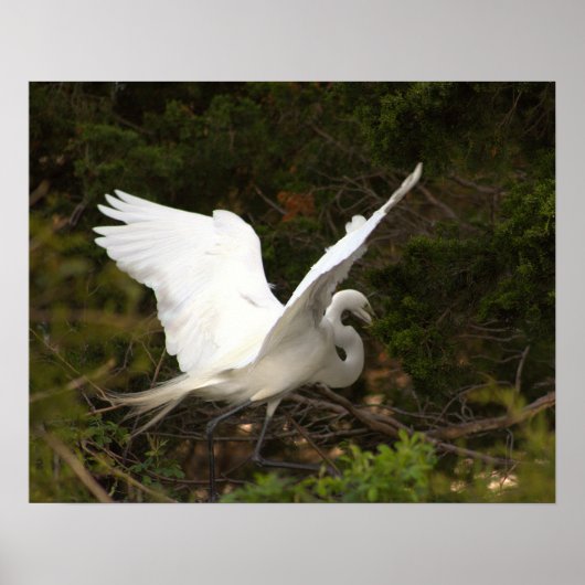 Great Egret Foto Poster (Voorkant)