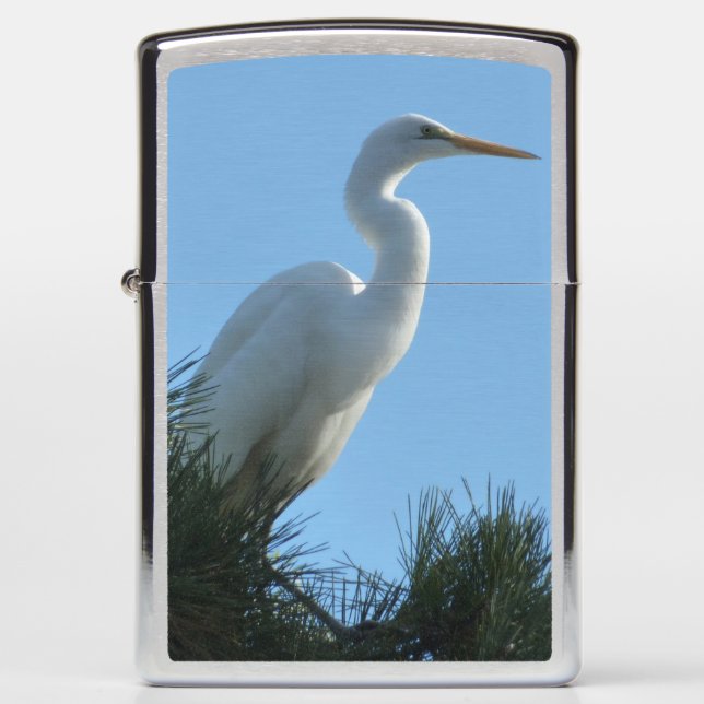 Great Egret in Sunny Florida (Voorkant)