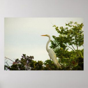 Great Egret Poster
