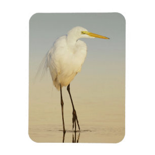 Great Egret Walking Magnet Magneet