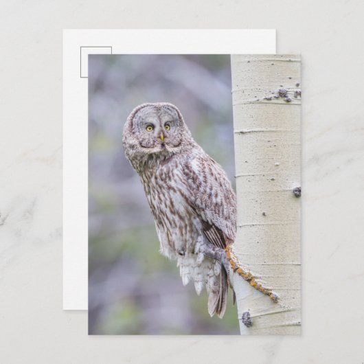 Great Grey Aspen Tree Branch Briefkaart (Voorkant / Achterkant)